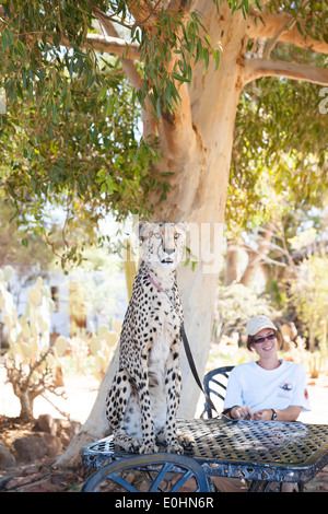 Drei Jahre sitzt alte Geparden auf einen Tisch im Inverdoorn Game Reserve mit Trainer, Bezirk Karoo, Südafrika Stockfoto