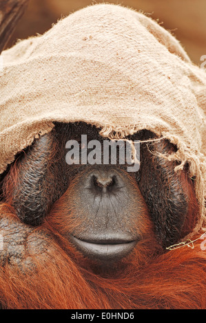 Bornean Orang-Utans (Pongo Pygmaeus Pygmaeus), männliche in Gefangenschaft Stockfoto