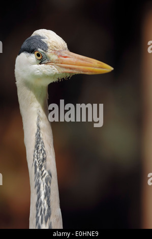 Graureiher (Ardea Cinerea), North Rhine-Westphalia, Deutschland Stockfoto