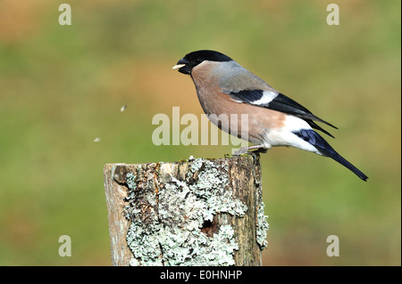 Gimpel, Weibchen (Pyrrhula Pyrrhula) Nord Gimpel, weibliche • Ostalbkreis, Baden-Württemberg, Deutschland Stockfoto