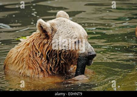 Syrischer Braunbär (Ursus Arctos Syriacus) Stockfoto
