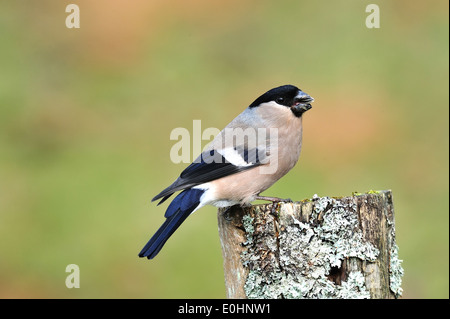 Gimpel, Weibchen (Pyrrhula Pyrrhula) Nord Gimpel, weibliche • Ostalbkreis, Baden-Württemberg, Deutschland Stockfoto