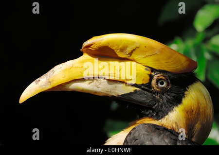 Große indische Hornbill oder große Pied Hornbill (Buceros Bicornis), Weiblich Stockfoto