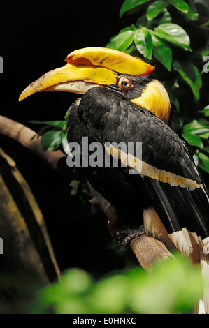 Große indische Hornbill oder große Pied Hornbill (Buceros Bicornis), Weiblich Stockfoto