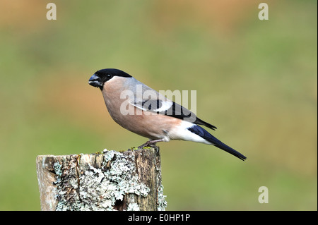 Gimpel, Weibchen (Pyrrhula Pyrrhula) Nord Gimpel, weibliche • Ostalbkreis, Baden-Württemberg, Deutschland Stockfoto