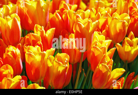 Schöne rot-gelbe Tulpen Nahaufnahme (Natur Frühling Hintergrund). Stockfoto