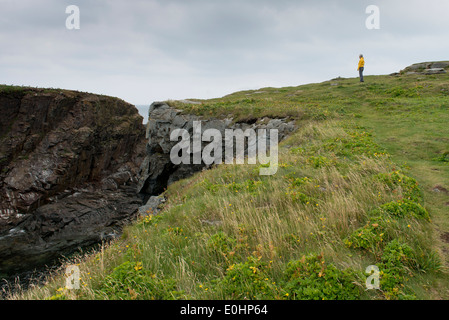 Wanderer an der Küste, Nord Bird Island, wenig Catalina, Halbinsel Bonavista, Neufundland und Labrador, Kanada Stockfoto