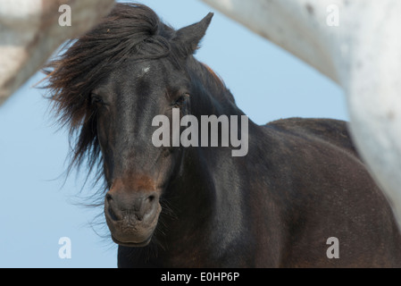Nahaufnahme der Pferde, Bonavista, Bonavista Halbinsel, Neufundland und Labrador, Kanada Stockfoto