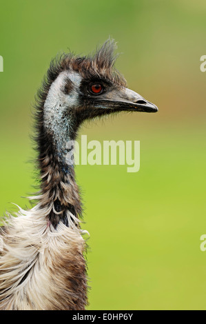 Emu (Dromaius Novaehollandiae) Stockfoto