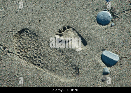 Fußspuren im Sand, Nordinsel Twillingate, Neufundland und Labrador, Kanada Stockfoto