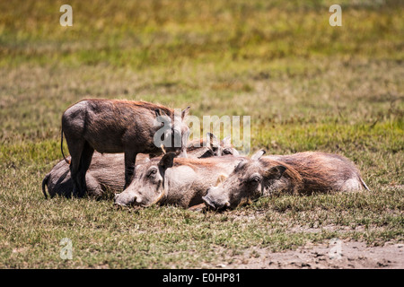 eine Familie von Warzenschwein (Phacochoerus Africanus) Bilder aus dem Monat in Tansania Stockfoto