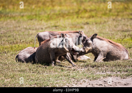 eine Familie von Warzenschwein (Phacochoerus Africanus) Bilder aus dem Monat in Tansania Stockfoto