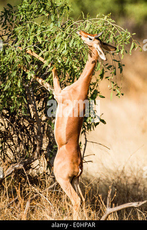 Gerenuk (Litocranius Walleri), AKA Giraffe Gazelle kaute Blätter von einem Baum fotografiert in Samburu National Reserve, Kenia, Stockfoto