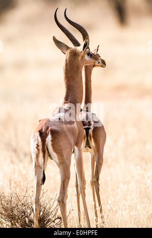 Zwei Gerenuk (Litocranius Walleri) AKA Giraffe Gazelle fotografiert in Samburu National Reserve, Kenia Stockfoto