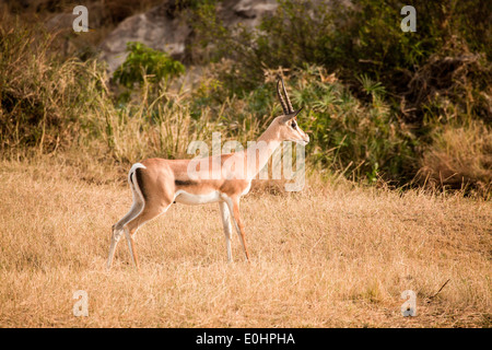 Grant es Gazelle (Nanger Granti). Fotografiert in Tansania Stockfoto