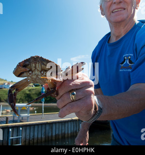 Mann, der Südinsel Twillingate Krabbe, Twillingate, Neufundland und Labrador, Kanada Stockfoto