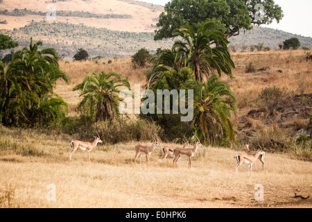 Grant es Gazelle (Nanger Granti). Fotografiert in Tansania Stockfoto