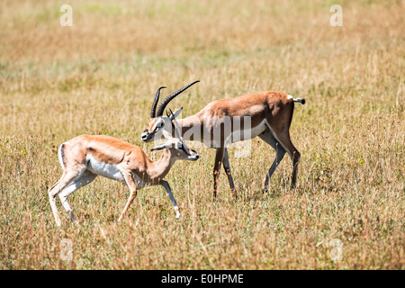 Grant es Gazelle (Nanger Granti). Fotografiert in Tansania Stockfoto