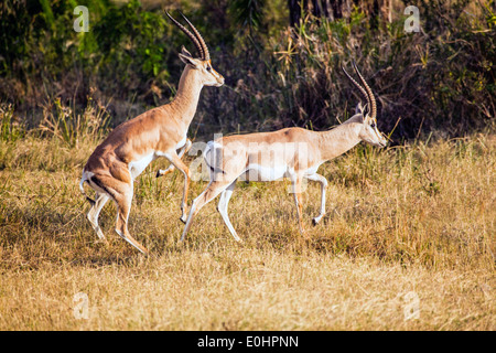 Grant es Gazelle (Nanger Granti). Fotografiert in Tansania Stockfoto