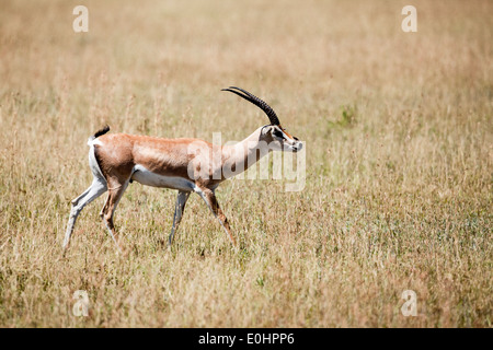 Grant es Gazelle (Nanger Granti). Fotografiert in Tansania Stockfoto