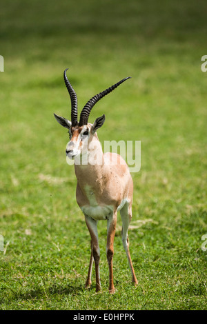 Grant es Gazelle (Nanger Granti). Fotografiert in Tansania Stockfoto