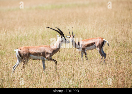 Grant es Gazelle (Nanger Granti). Fotografiert in Tansania Stockfoto