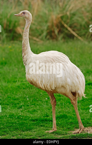 Amerikanische Rhea, größere Rhea oder gemeinsame Rhea (Rhea Americana), Leucistic Stockfoto