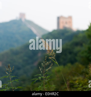 Pflanze mit Jinshanling Simatai-Abschnitt der chinesischen Mauer im Hintergrund, Miyun County, Peking, China Stockfoto