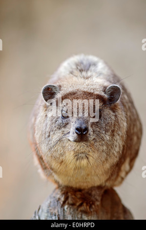 Gemeinsamen Rock Hyrax oder Cape Hyrax (Procavia Capensis) Stockfoto