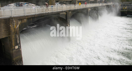 Hiram M. Chittenden Locks und Carl S. Englisch Jr. Botanischer Garten, Lake Washington Ship Canal, Seattle, Washington State, USA Stockfoto