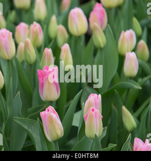 Nahaufnahme der Tulpe Blumen, Washington State, USA Stockfoto