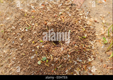 Harvester Ameisen (Messor spec.) am Nest, Provence, Südfrankreich Stockfoto