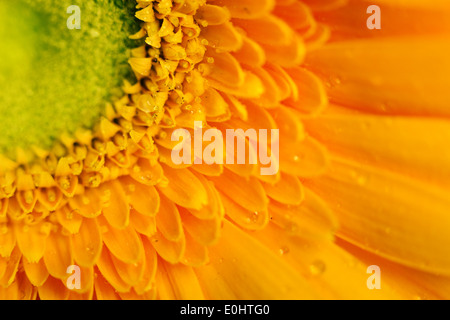 Gelbe Gerbera Blume Closeup mit Wassertropfen auf die Blütenblätter. Makro-Foto Stockfoto