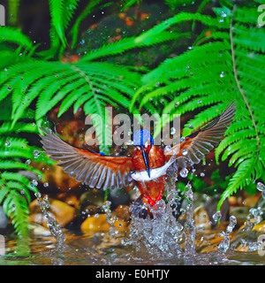 Fang von Fischen, männliche blau-eared Eisvogel (Alcedo Jayakarta) im Flug Stockfoto