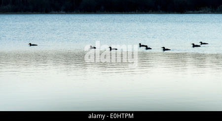 Herde von Enten schwimmen in einem See, Manitoba, Kanada Stockfoto