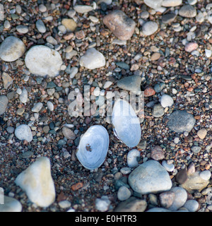 Erhöhte Ansicht von Kieselsteinen und Muscheln, Hecla Schleifstein Provincial Park, Manitoba, Kanada Stockfoto