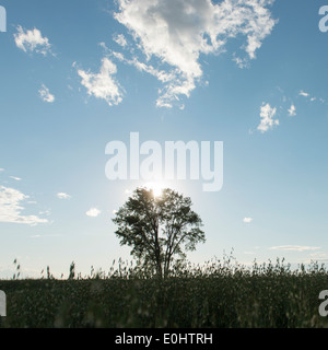 Sonnenuntergang über einem Baum in einem Feld, Manitoba, Kanada Stockfoto