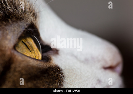 Katzenblick - Katzenauge Blick Stockfoto