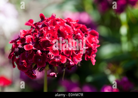 Bartnelke (Dianthus Barbatus), DIE GARTEN TULLN 2009 - Sweet William (Dianthus Barbatus) Stockfoto