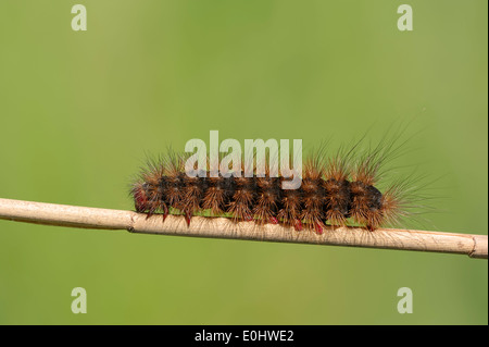 Creme-Ort Tiger (Arctia Villica), Raupe, Camargue, Provence, Südfrankreich Stockfoto