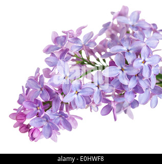 Lila Blume isoliert auf weißem Hintergrund. Syringa vulgaris Stockfoto