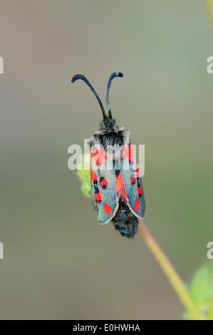 Burnet Motten oder Schiefer Burnet (Zygaena Rhadamanthus), Provence, Südfrankreich Stockfoto