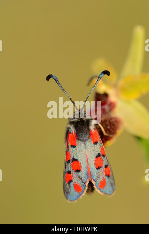 Burnet Motten oder Schiefer Burnet (Zygaena Rhadamanthus), Provence, Südfrankreich Stockfoto