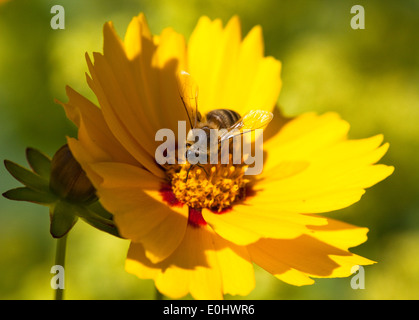 Kleines Maedchenauge, Sterntaler, (Coreopsis Lanceolata) sterben GARTEN TULLN 2009 - Coreopsis, (Coreopsis Lanceolata) Stockfoto