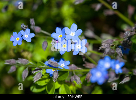 Vergissmeinnicht (Myosotis) sterben GARTEN TULLN 2009 - Vergissmeinnicht (Myosotis) Stockfoto