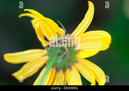 Krabbenspinne Jagd eine Wespe auf eine gelbe Blume. Stockfoto