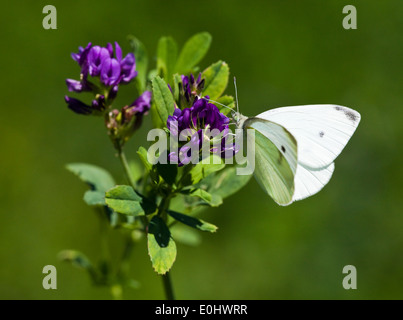 Kleiner Kohlweißling (Pieris Rapae) - kleine weiße (Pieris Rapae) Stockfoto