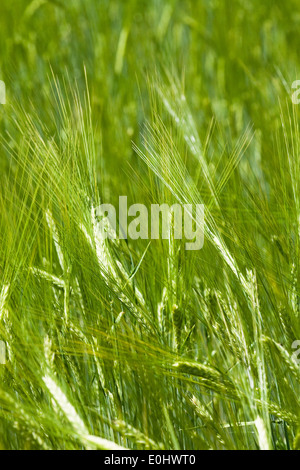 Sommergerste, (Hordeum), sterben GARTEN TULLN 2009 - Gerste (Hordeum) Stockfoto