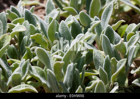 Woll-Ziest, Silber Teppich, (Niederwendischen Byzantina), DIE GARTEN TULLN 2009 - Niederwendischen, Silber Teppich, (Niederwendischen Byzantina) Stockfoto