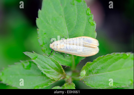 Buff Lakai (Eilema Depressa), Nationalpark De Hoge Veluwe, Gelderland, Niederlande Stockfoto